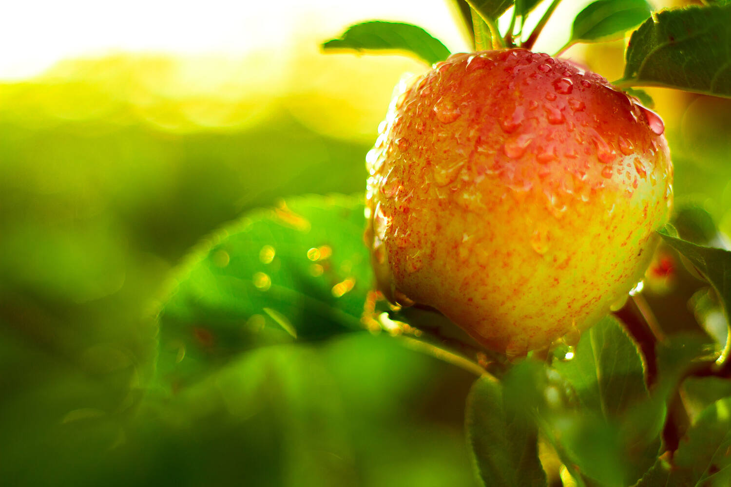 Pink lady appels kist 18 kilogram